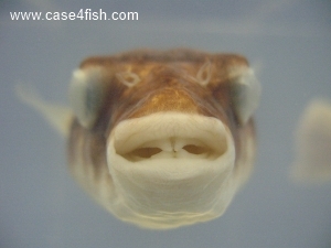Foto Galerie/Tetraodontiformes/Tetraodon lineatus/Tetraodon lineatus_04_S.jpg